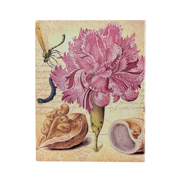 Rosa Nelke – Bild 3