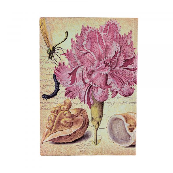 Rosa Nelke – Bild 3