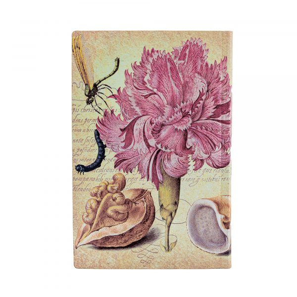 Rosa Nelke – Bild 3